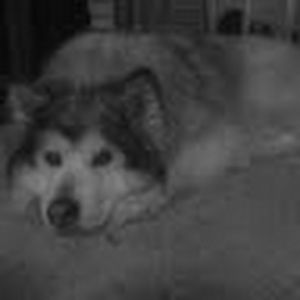 Meet your Posher, Josh